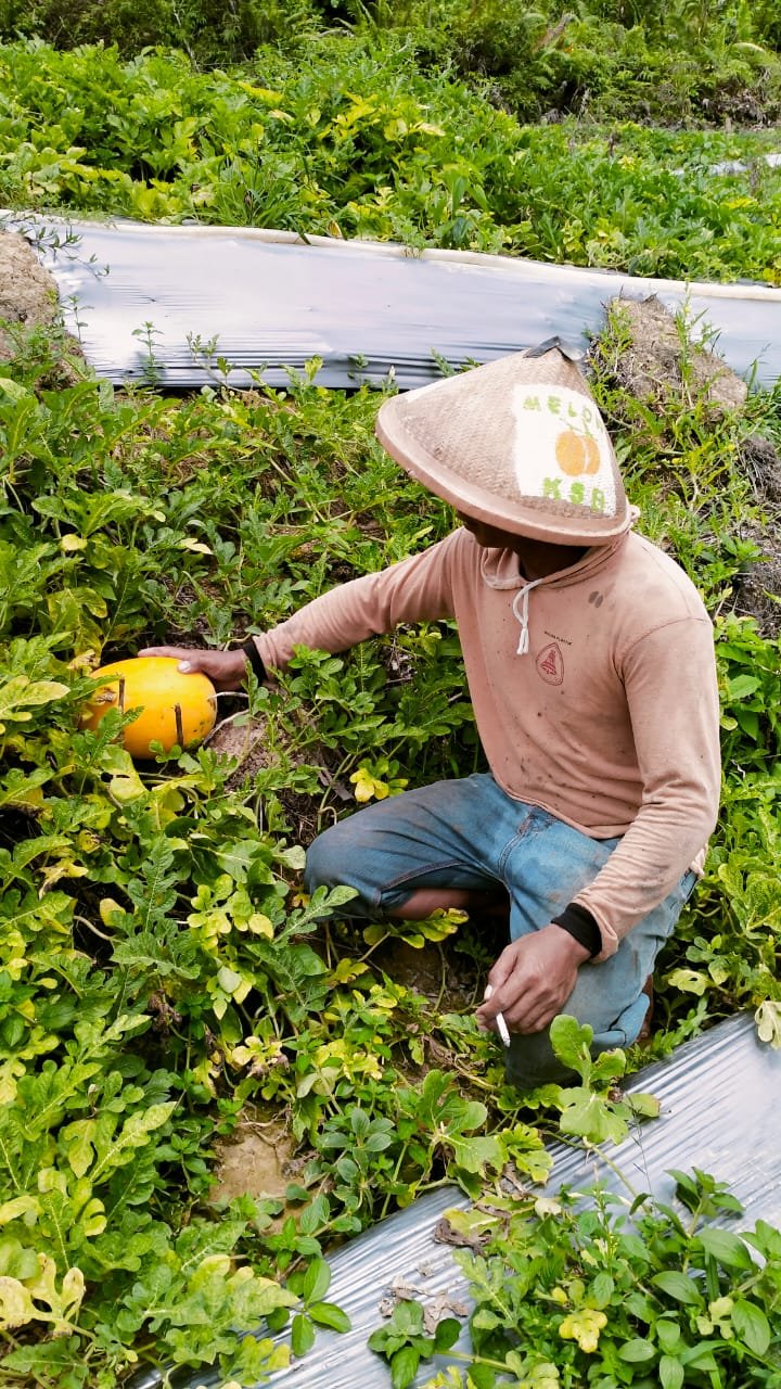 Dokumentasi Panen Semangka di Kebun RT 37