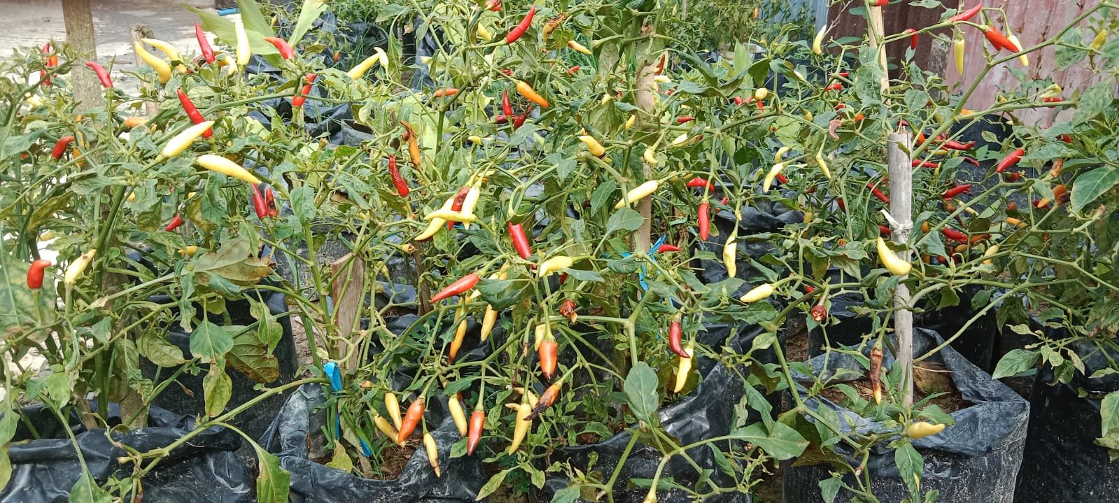 Kebun Sayur